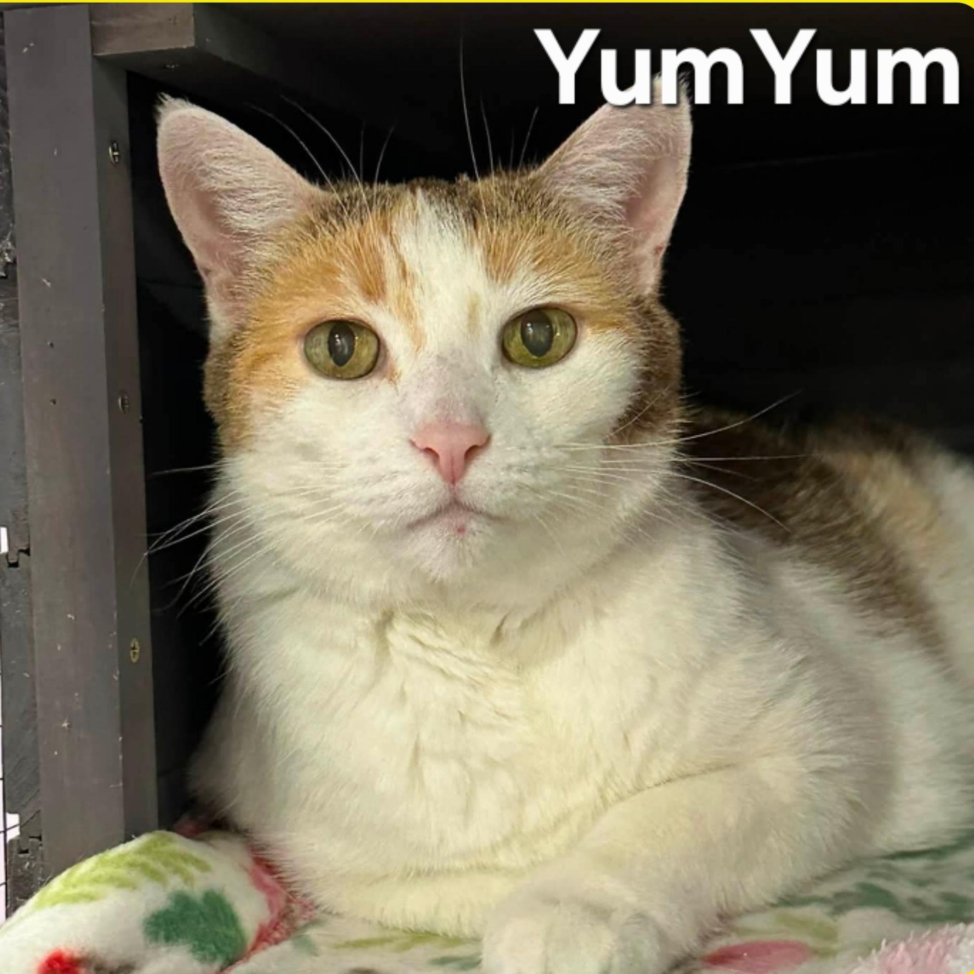 Enlarge Cocoa and YumYum, a Adoptable mixed breed in South Park, PA image 3/4