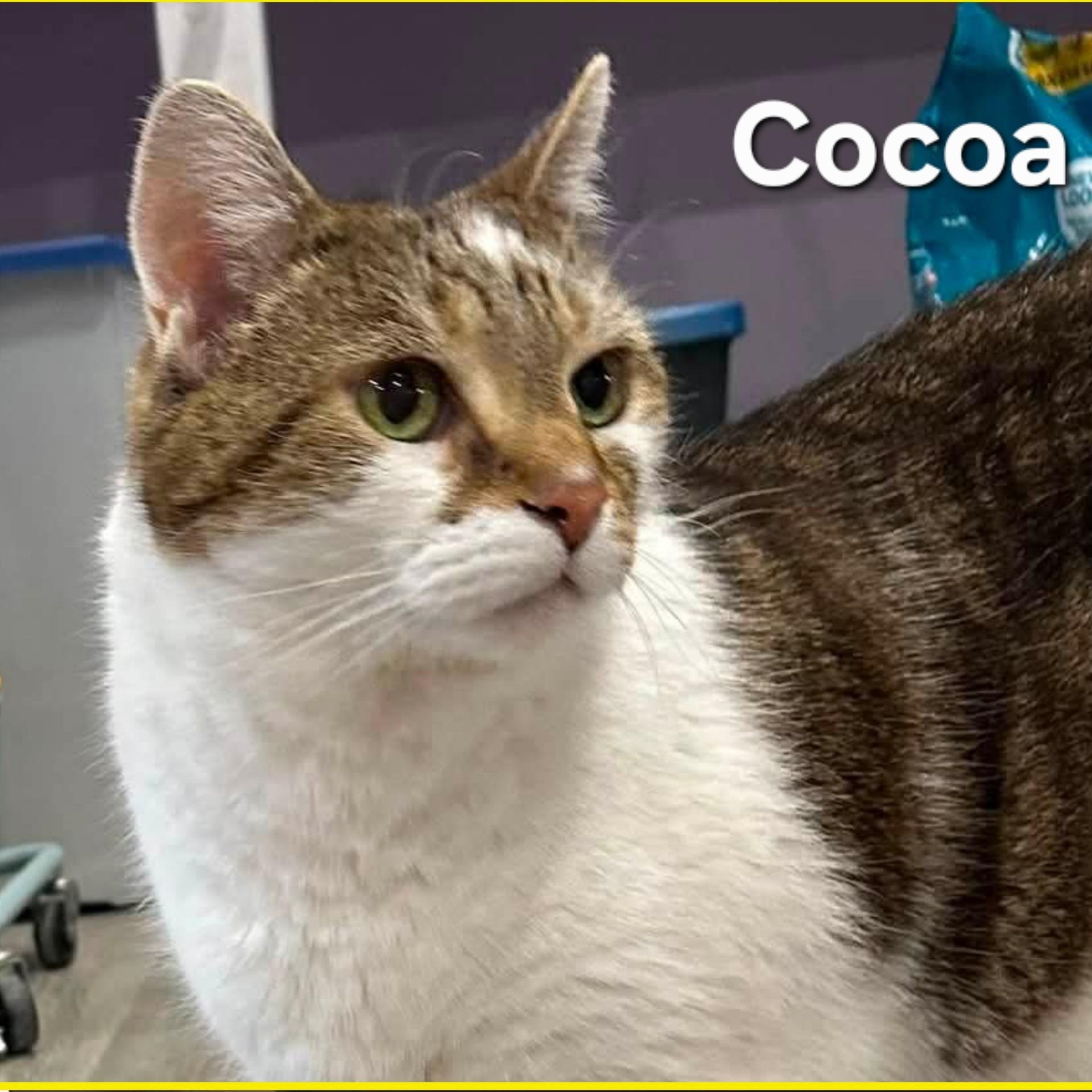 Cocoa and YumYum, Adoptable, Adult Male Domestic Short Hair.