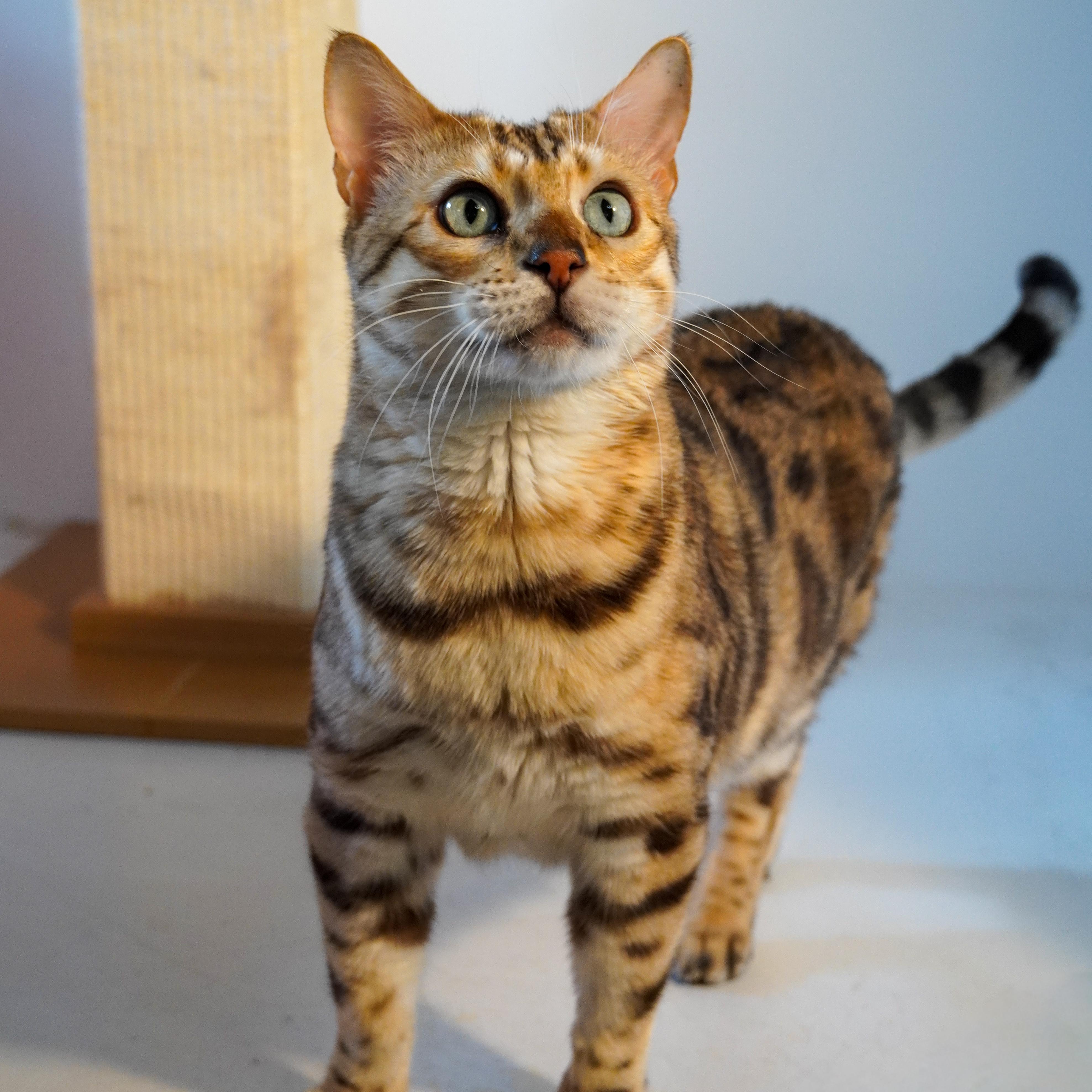 Isosceles, a Adoptable Bengal in Santa Fe, NM image 3/3