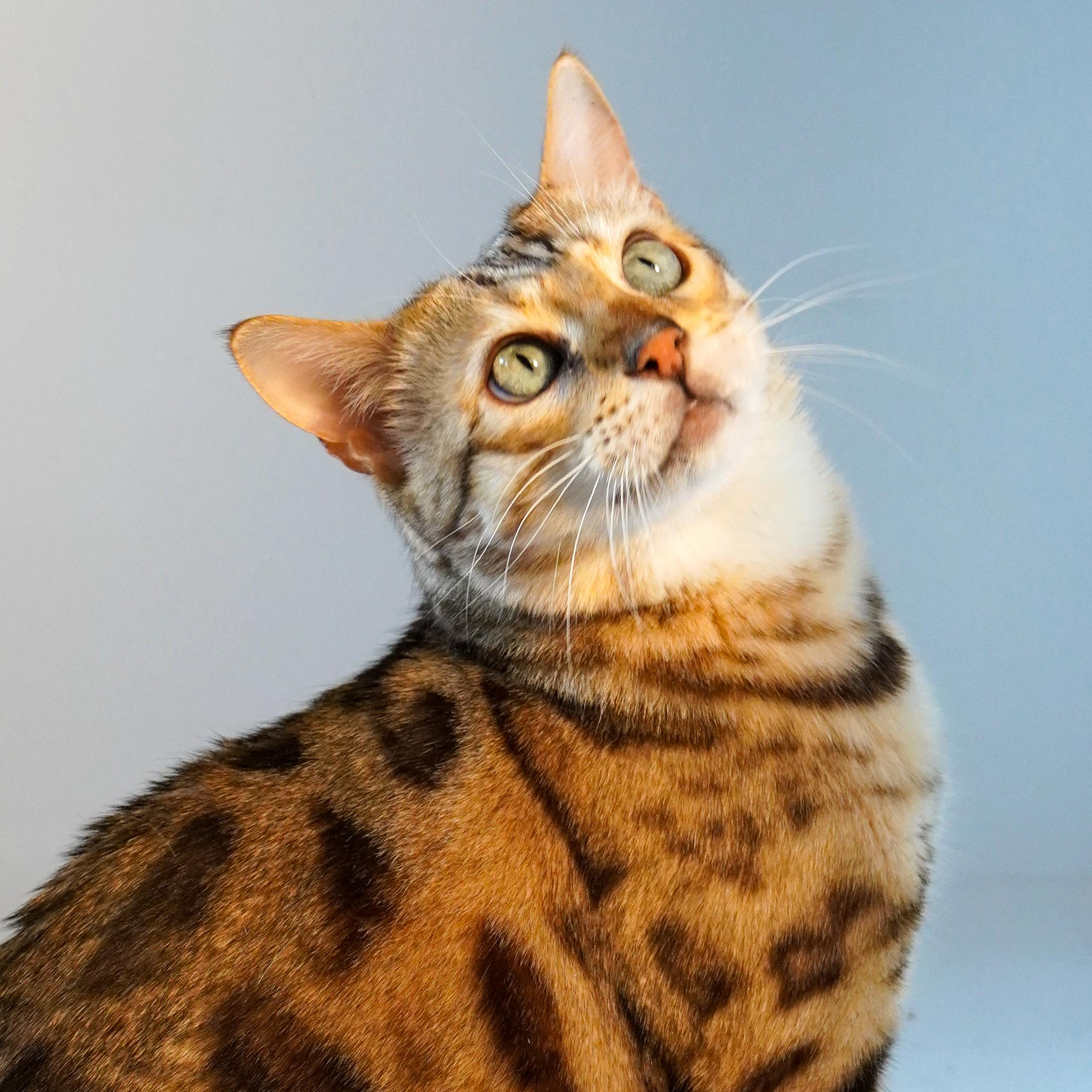 Isosceles, a Adoptable Bengal in Santa Fe, NM image 1/3