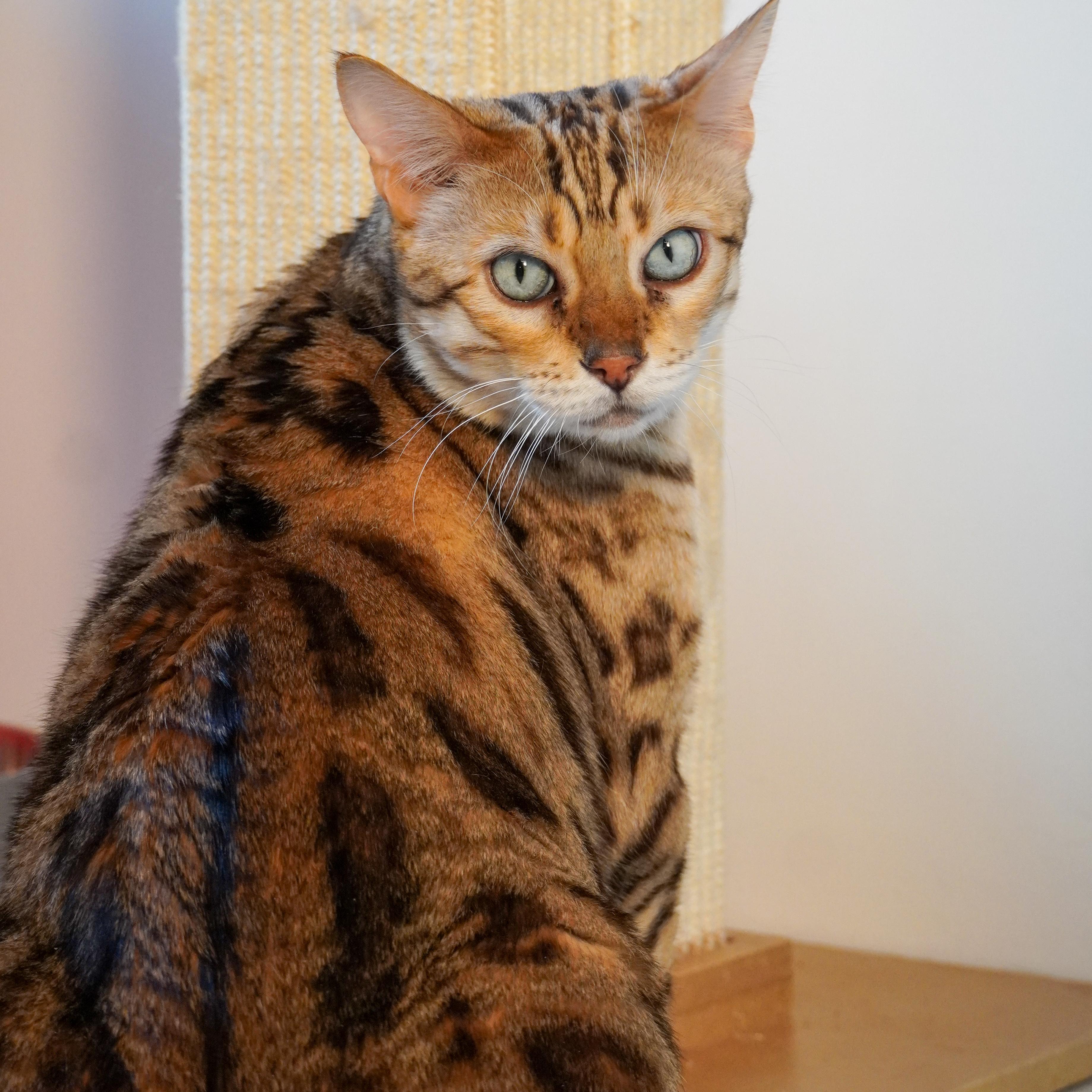 Isosceles, a Adoptable Bengal in Santa Fe, NM image 2/3
