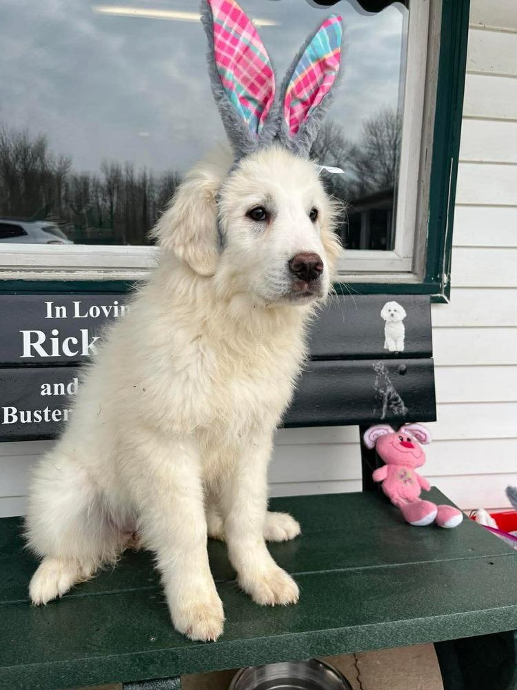 Enlarge Spring Flowers : Tulip, a Adopted Great Pyrenees in Osgood, IN image 1/3