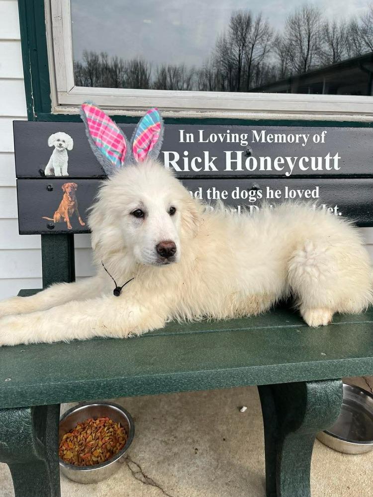 Enlarge Spring Flowers : Tulip, a Adopted Great Pyrenees in Osgood, IN image 2/3