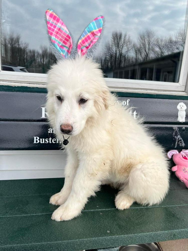 Enlarge Spring Flowers : Tulip, a Adopted Great Pyrenees in Osgood, IN image 3/3