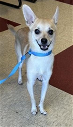 Jet A220995, Adopted, Young Male Chihuahua.