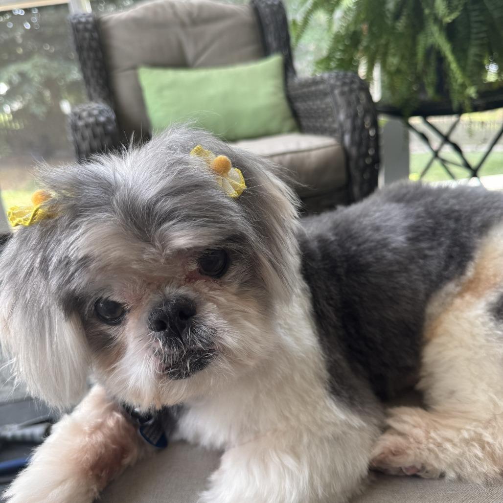 Ethel, Adoptable, Senior Female Shih Tzu.