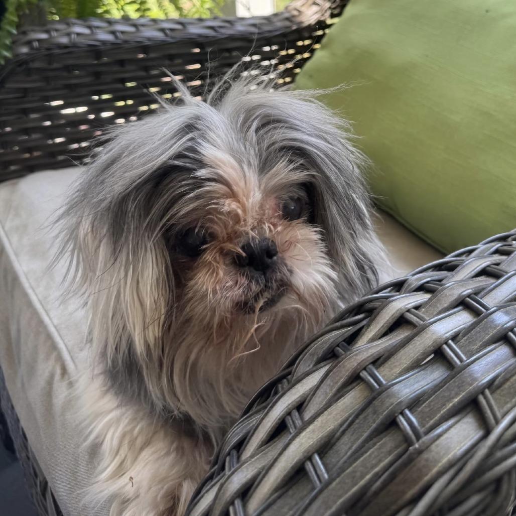 Enlarge Ethel, a Adoptable Shih Tzu in Richmond, VA image 2/6