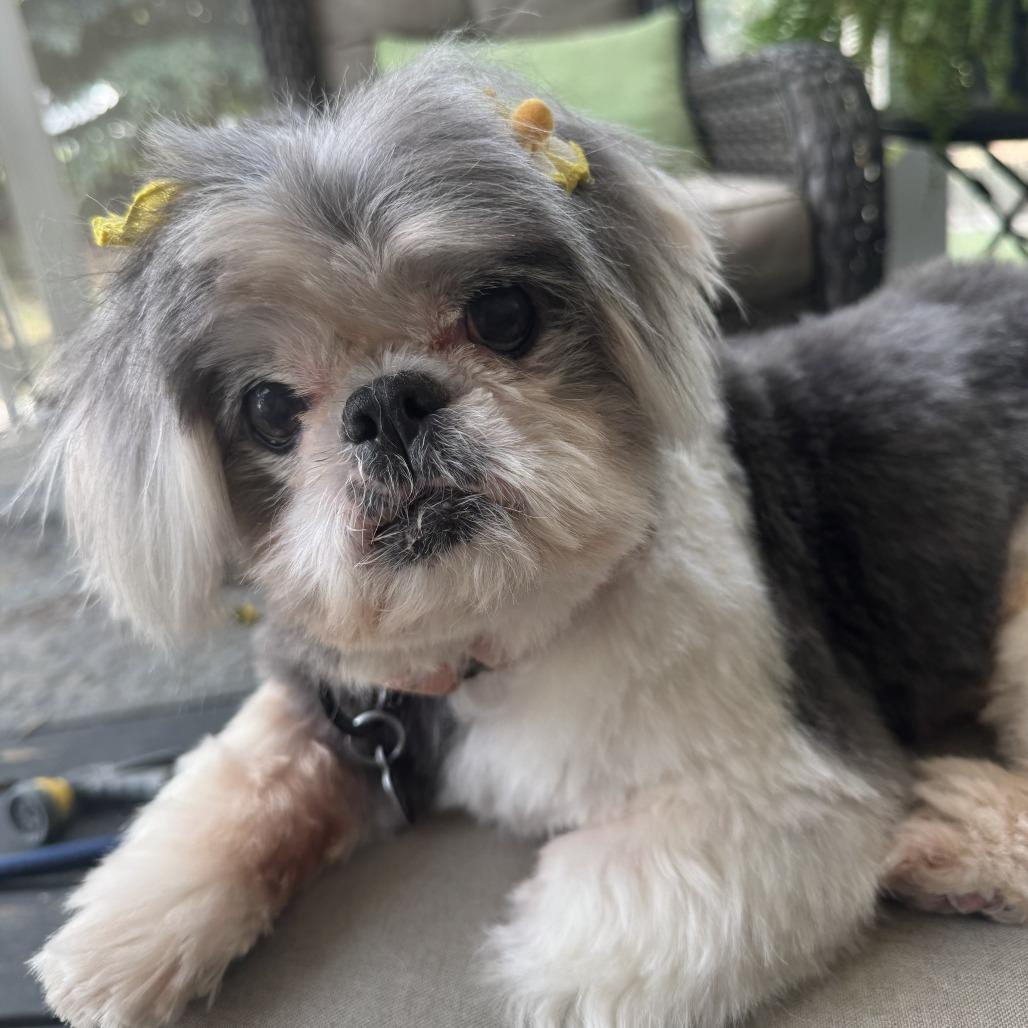 Enlarge Ethel, a Adoptable Shih Tzu in Richmond, VA image 3/6