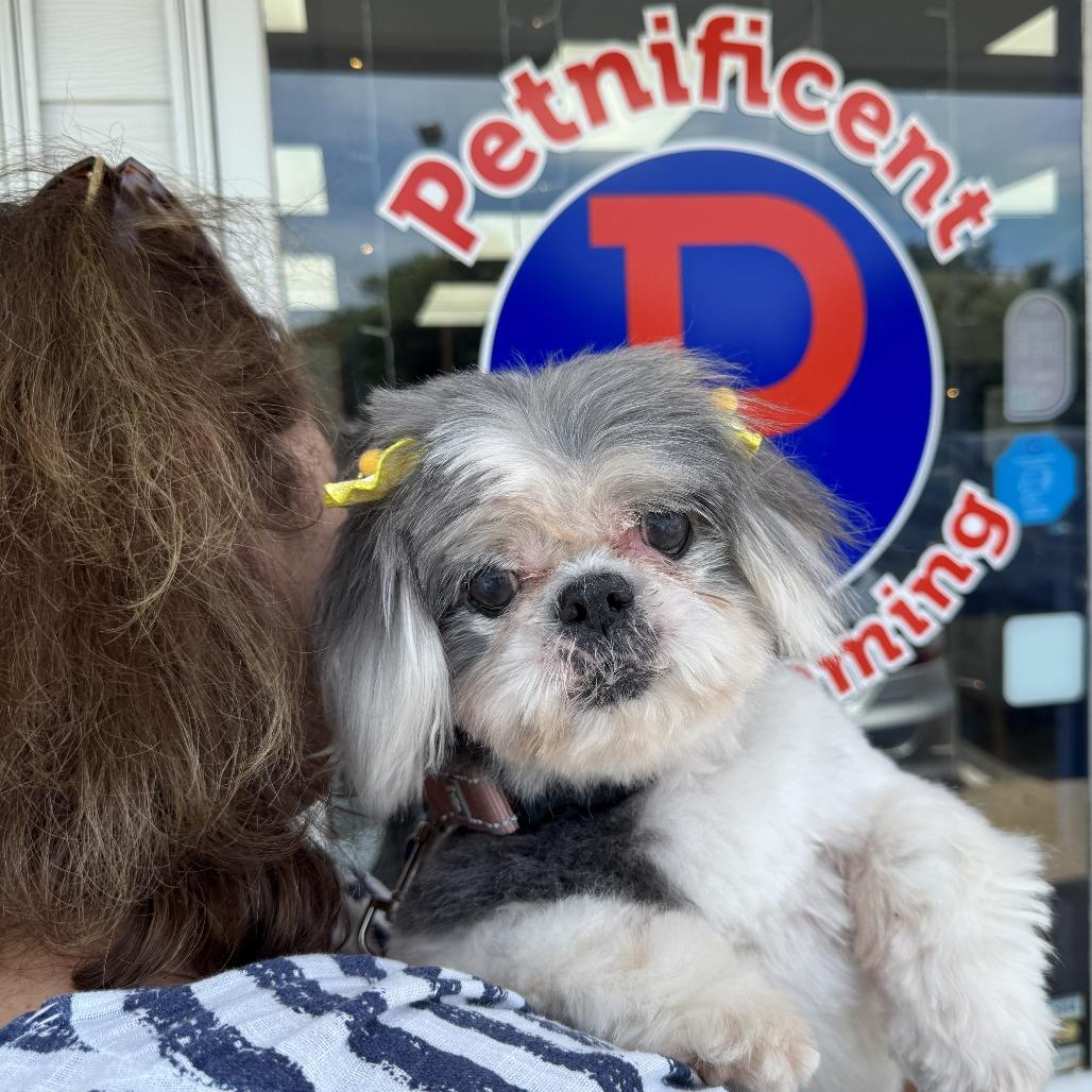 Enlarge Ethel, a Adoptable Shih Tzu in Richmond, VA image 4/6
