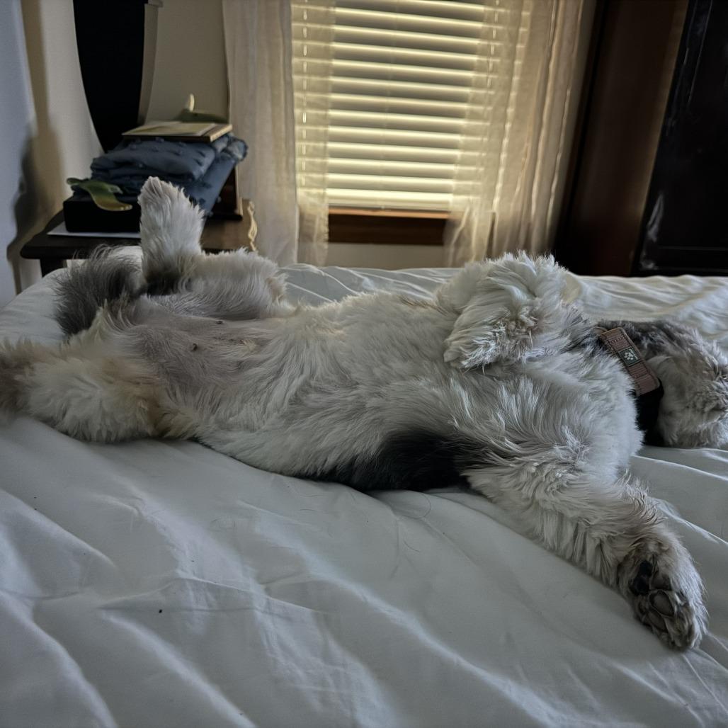 Enlarge Ethel, a Adoptable Shih Tzu in Richmond, VA image 5/6