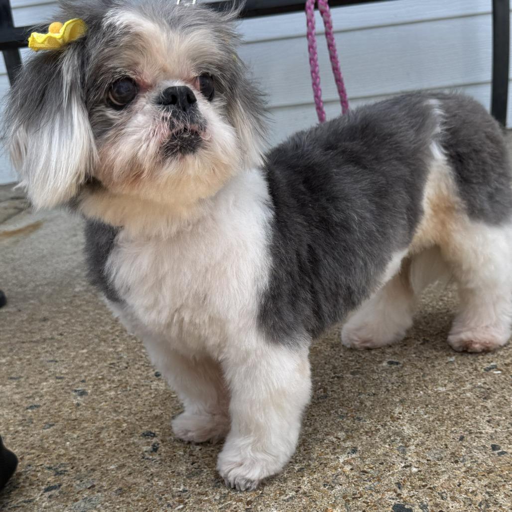 Enlarge Ethel, a Adoptable Shih Tzu in Richmond, VA image 6/6