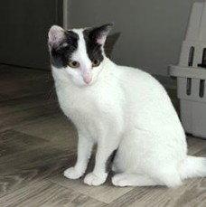 Doughnut, a Adoptable Domestic Short Hair in St. Cloud, FL image 1/2