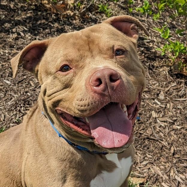 Enlarge Sage (ID 50842/1008), an adoptable Pit Bull Terrier in Manassas, VA image 4/4