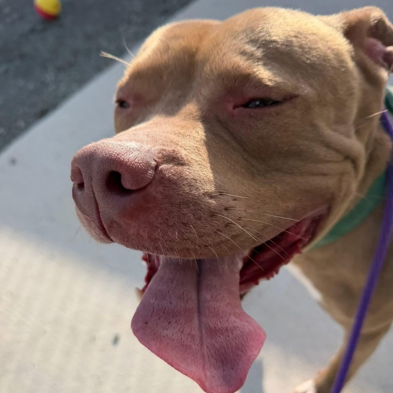 Enlarge Sage (ID 50842/1008), an adoptable Pit Bull Terrier in Manassas, VA image 3/4