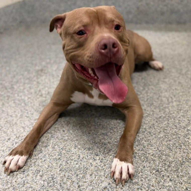 Enlarge Sage (ID 50842/1008), an adoptable Pit Bull Terrier in Manassas, VA image 2/4