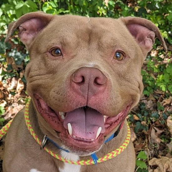 Enlarge Sage (ID 50842/1008), an adoptable Pit Bull Terrier in Manassas, VA image 1/4