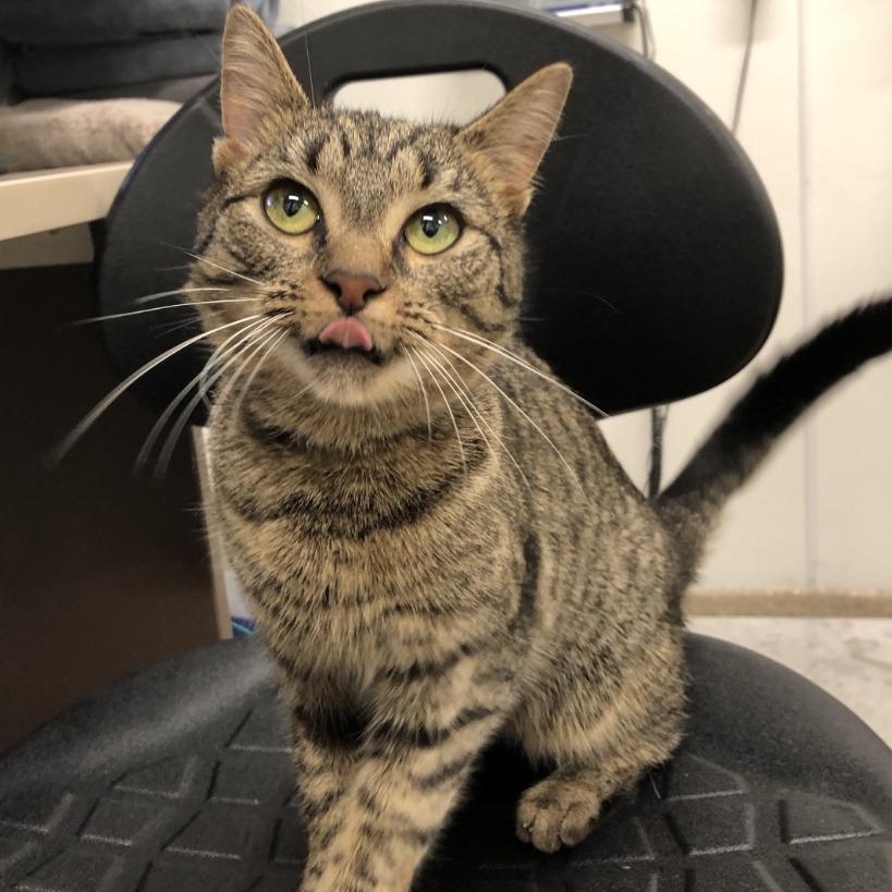 Norma Jeane, ADOPTABLE, Young Female Domestic Short Hair.