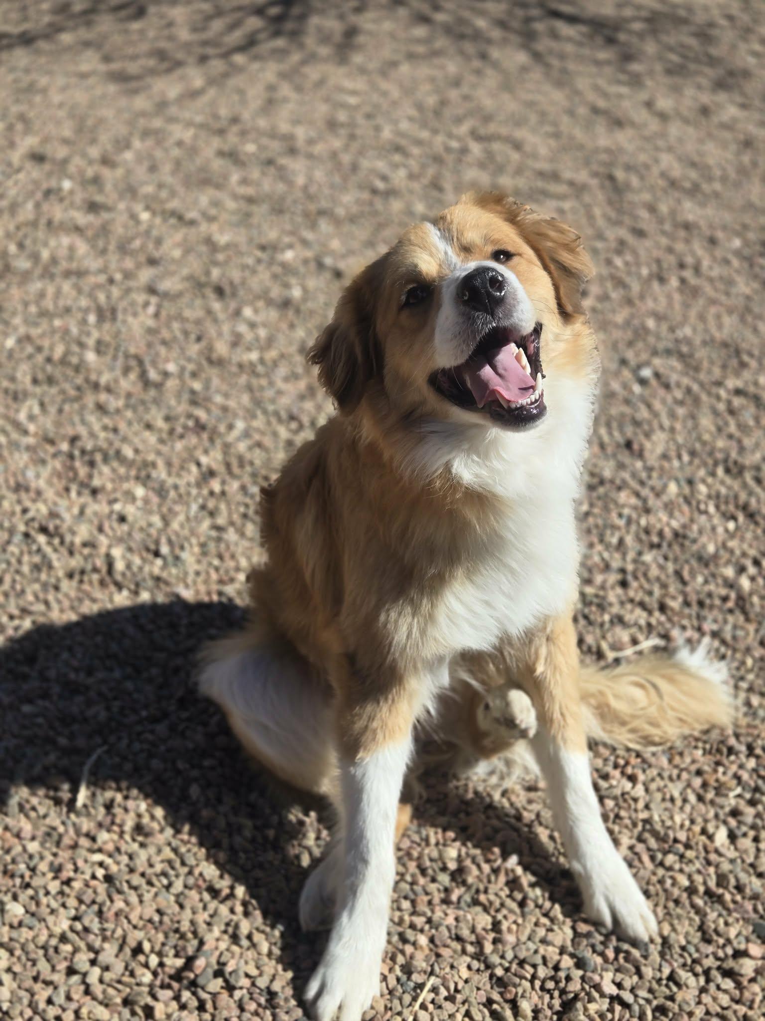 Enlarge Tabasco, a other mixed breed in Canon City, CO image 1/2