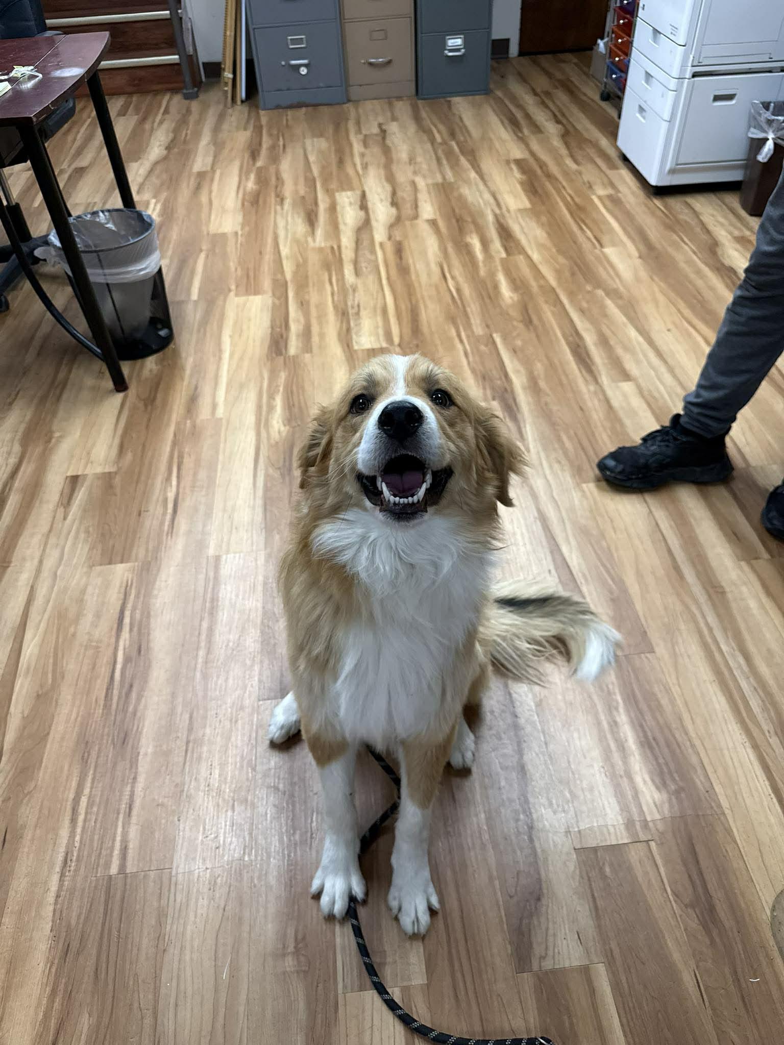 Enlarge Tabasco, a other mixed breed in Canon City, CO image 2/2