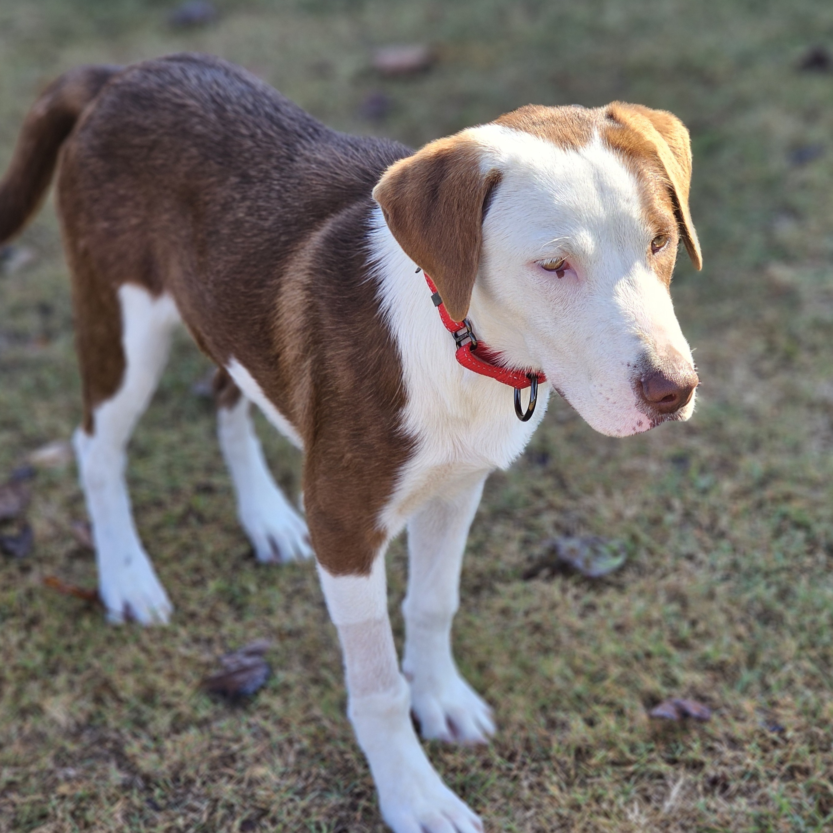 Lana, a Adoptable mixed breed in Harrisburg, PA image 4/4