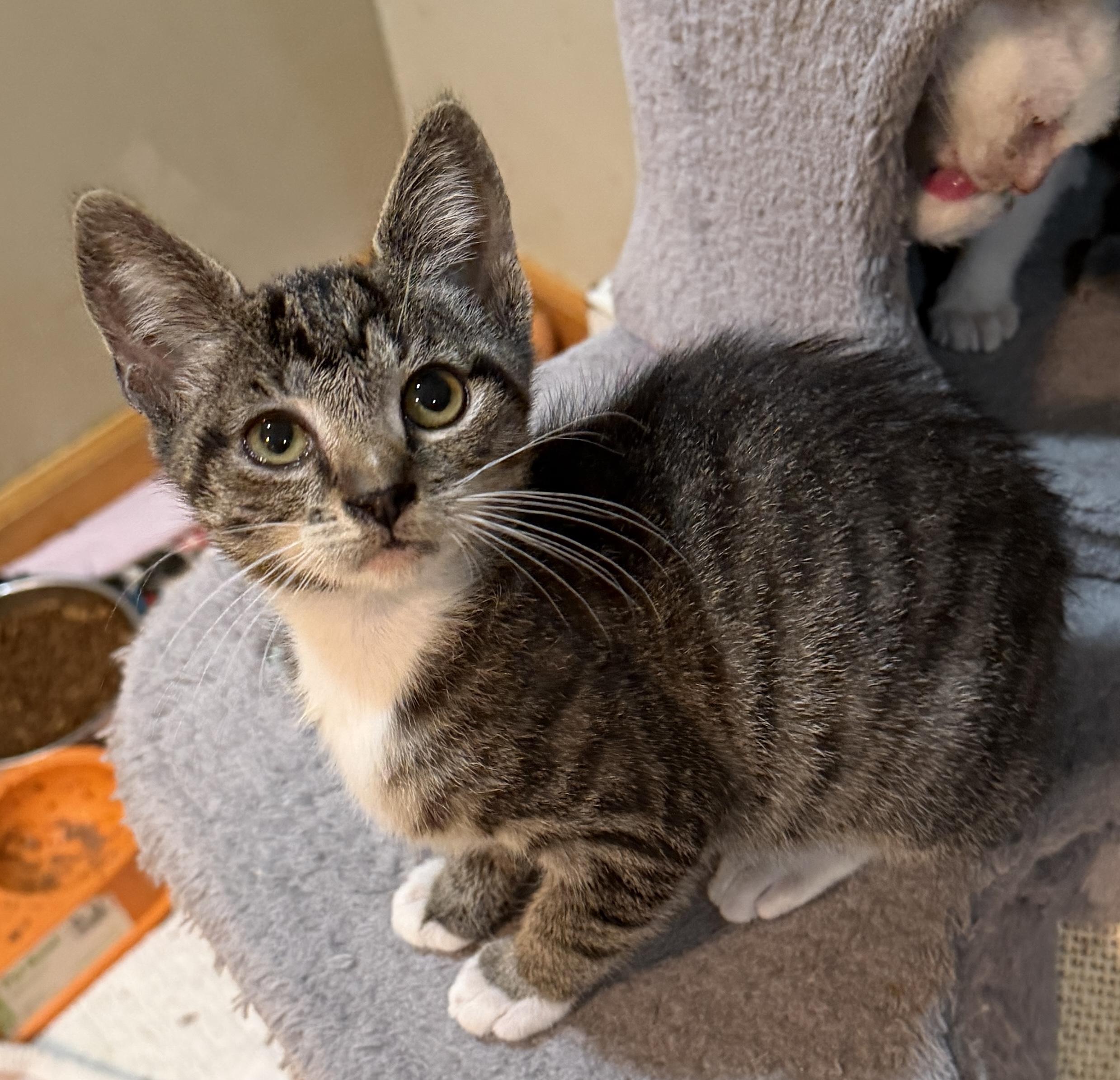 Enlarge Mochi, a ADOPTABLE Domestic Short Hair in East Hanover, NJ image 1/2