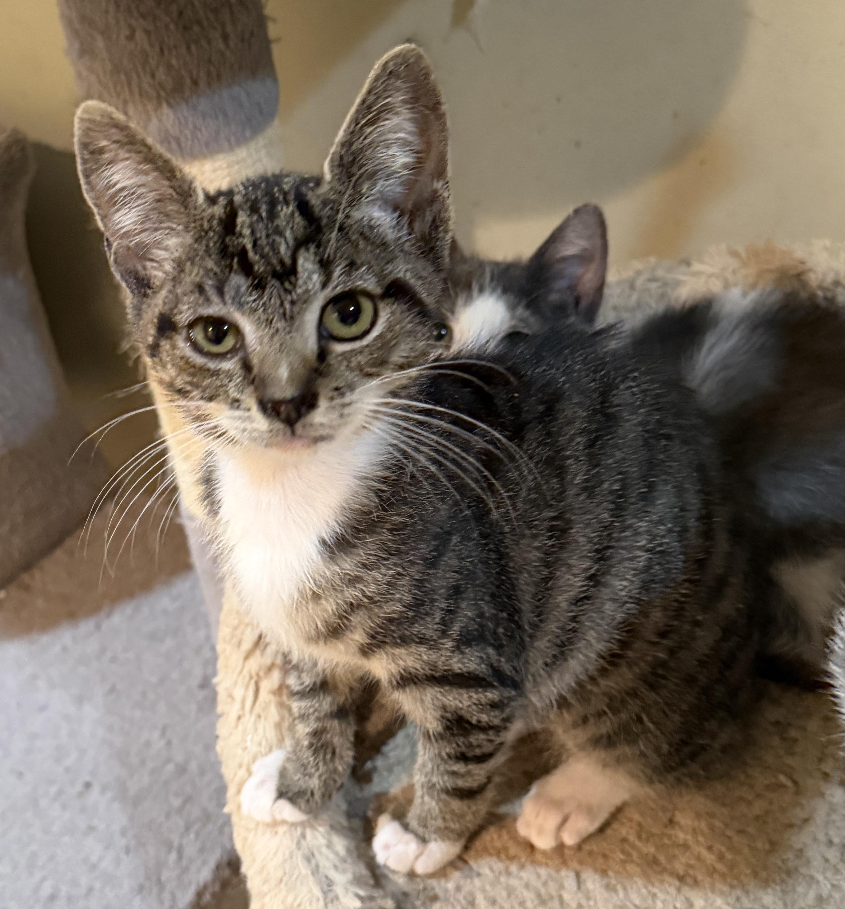 Enlarge Mochi, a ADOPTABLE Domestic Short Hair in East Hanover, NJ image 2/2