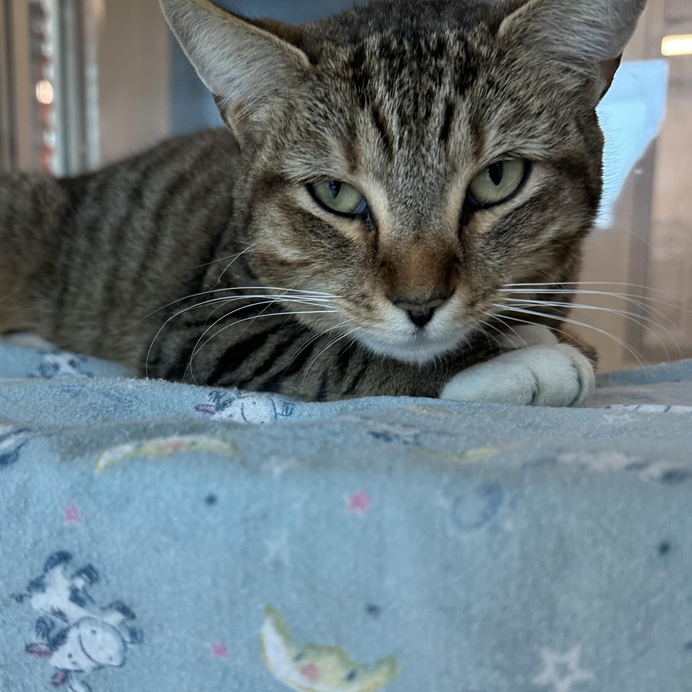 Enlarge Agave (ID 46196/1517), an adopted Domestic Short Hair in Manassas, VA image 1/1