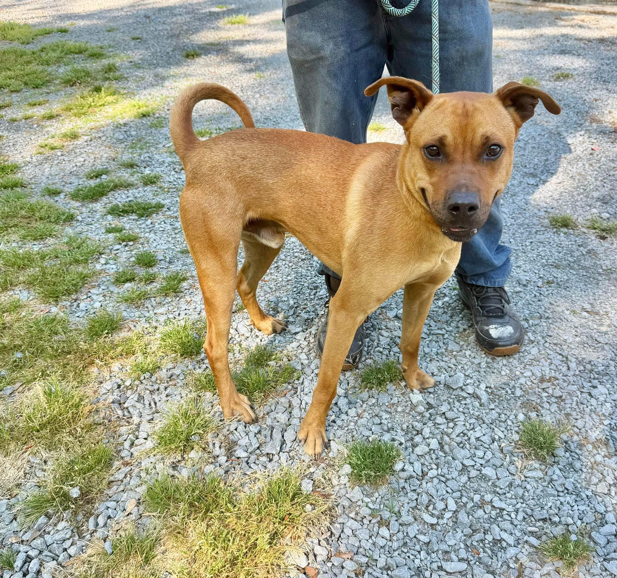 Modello, ADOPTABLE, Adult Male Mixed Breed.