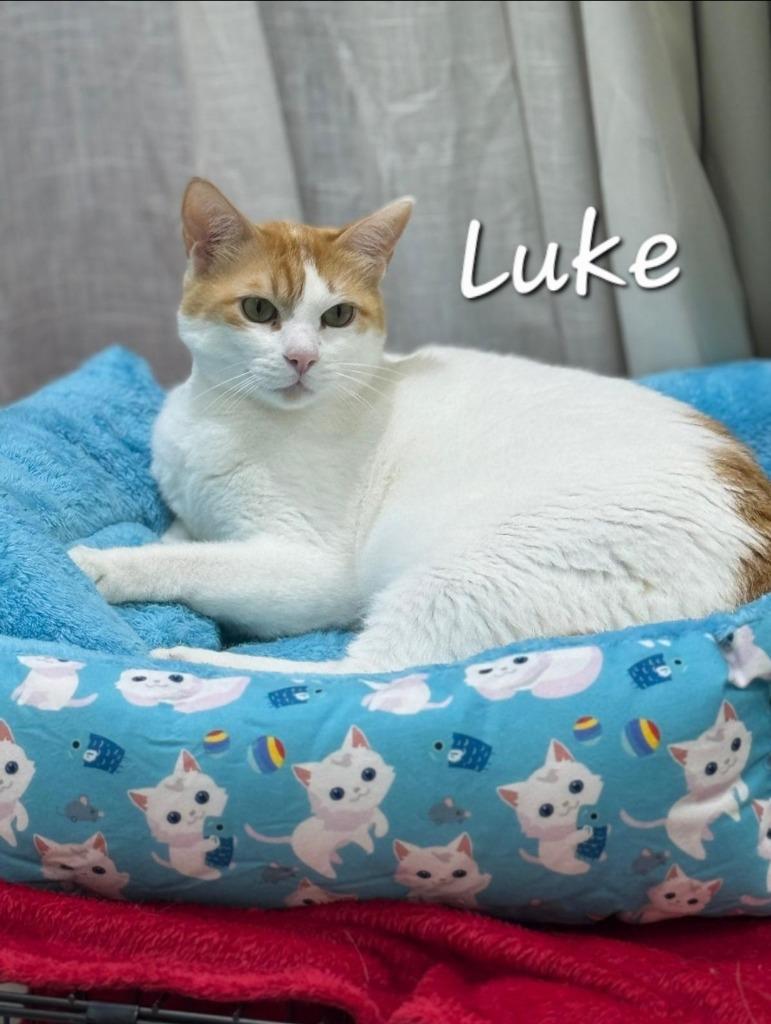 Luke, Adoptable, Adult Male Domestic Short Hair.