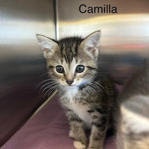 Camilla, Adoptable, Kitten Female Domestic Medium Hair.