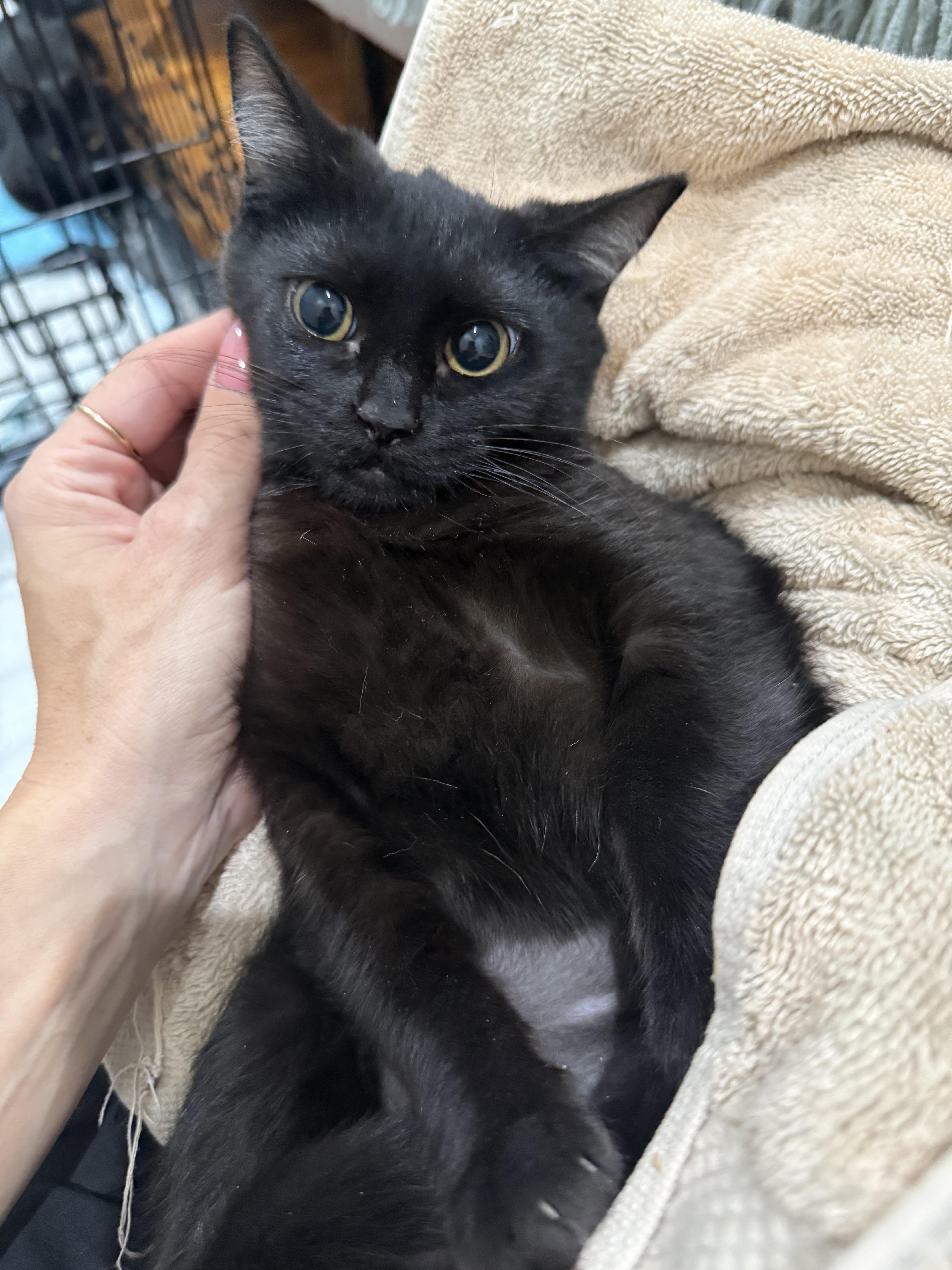 Reverse — thumbnail 2