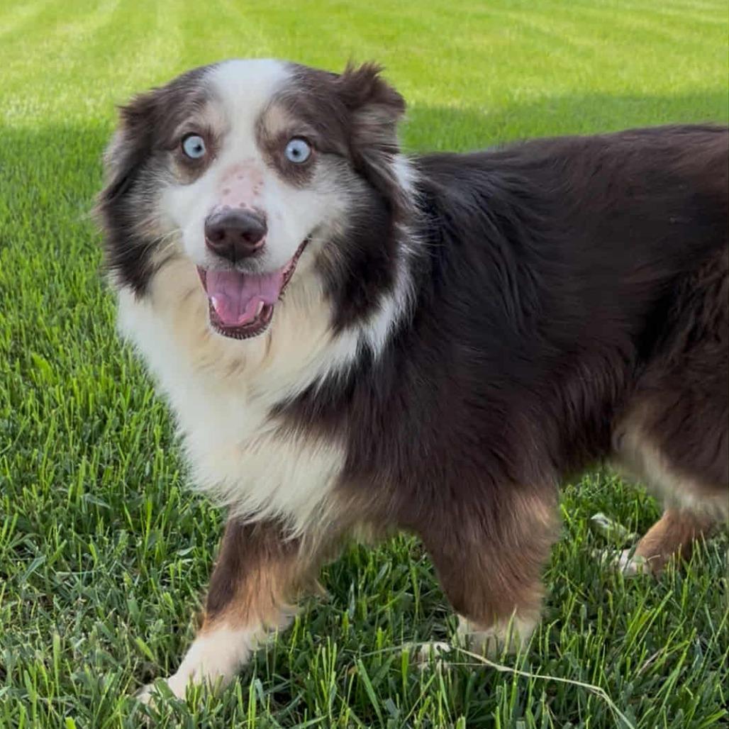 Raven arrived 7/16/2026, a Adoptable mixed breed in Ada, MN image 1/3