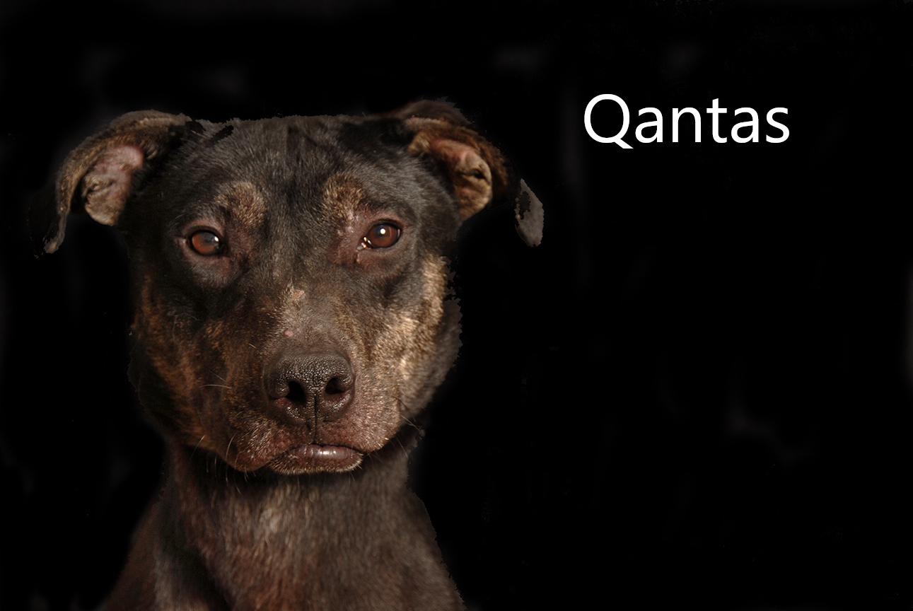 Qantas, a ADOPTABLE mixed breed in Mount Vernon, OH image 1/2