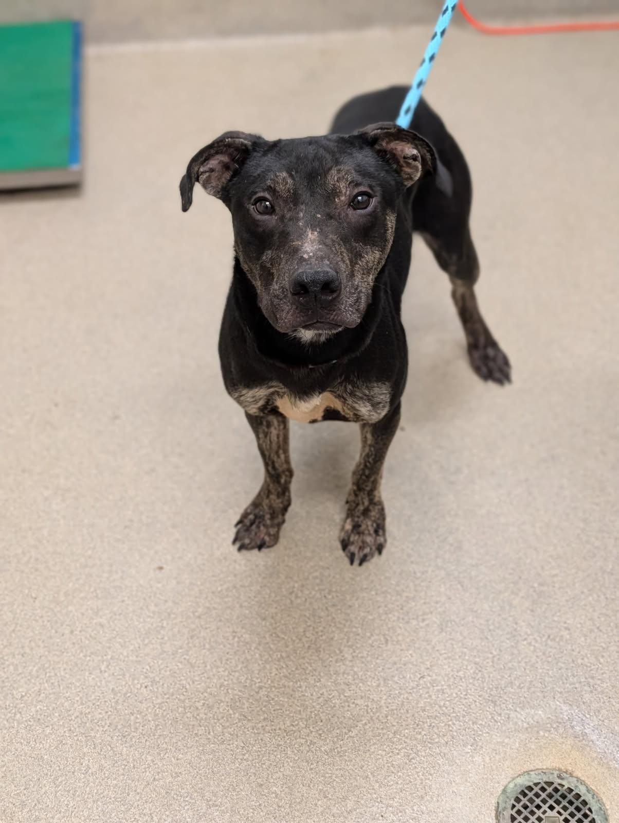 Qantas, a ADOPTABLE mixed breed in Mount Vernon, OH image 2/2