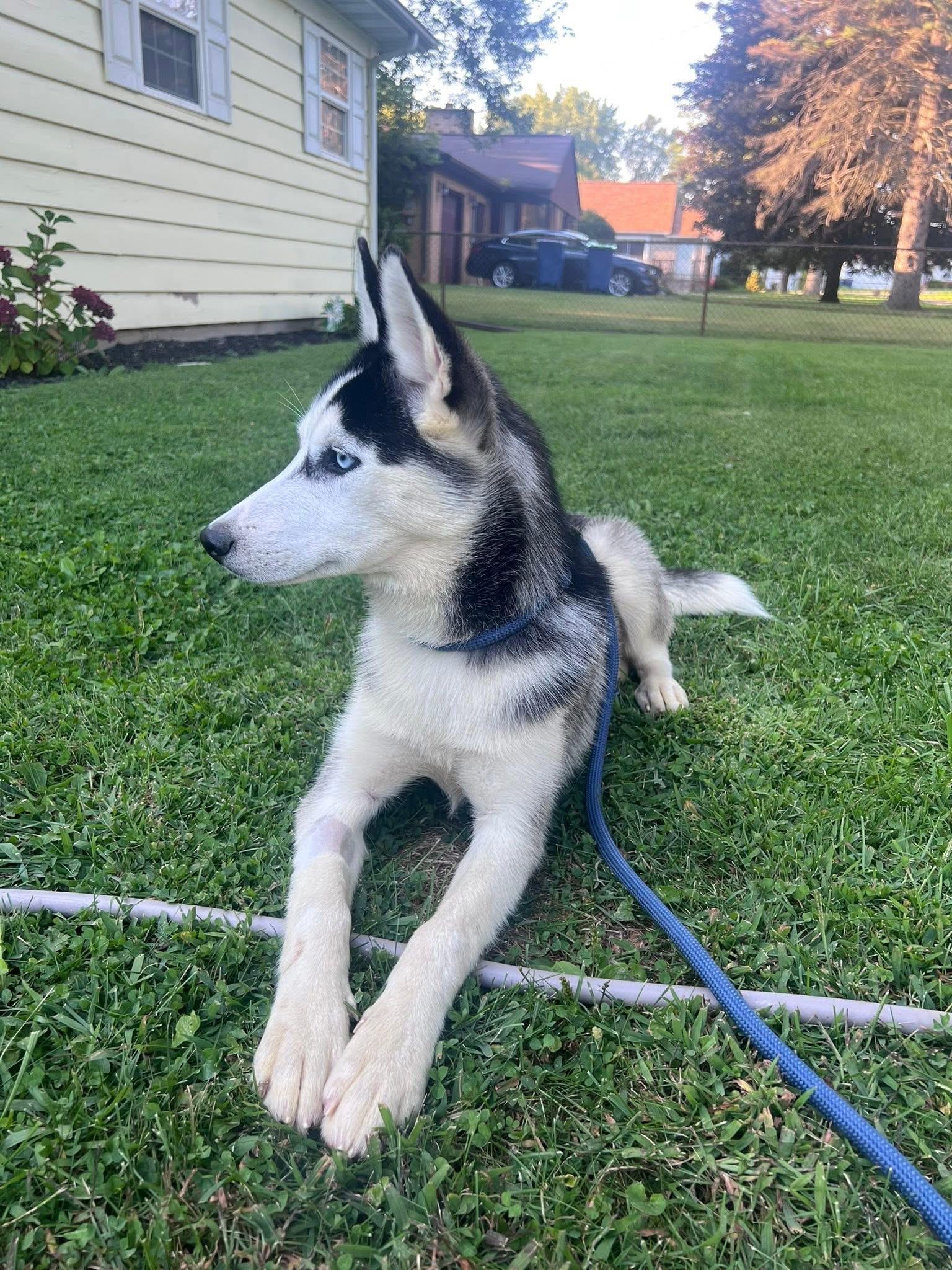 Hera, Adopted, Puppy Female Husky.