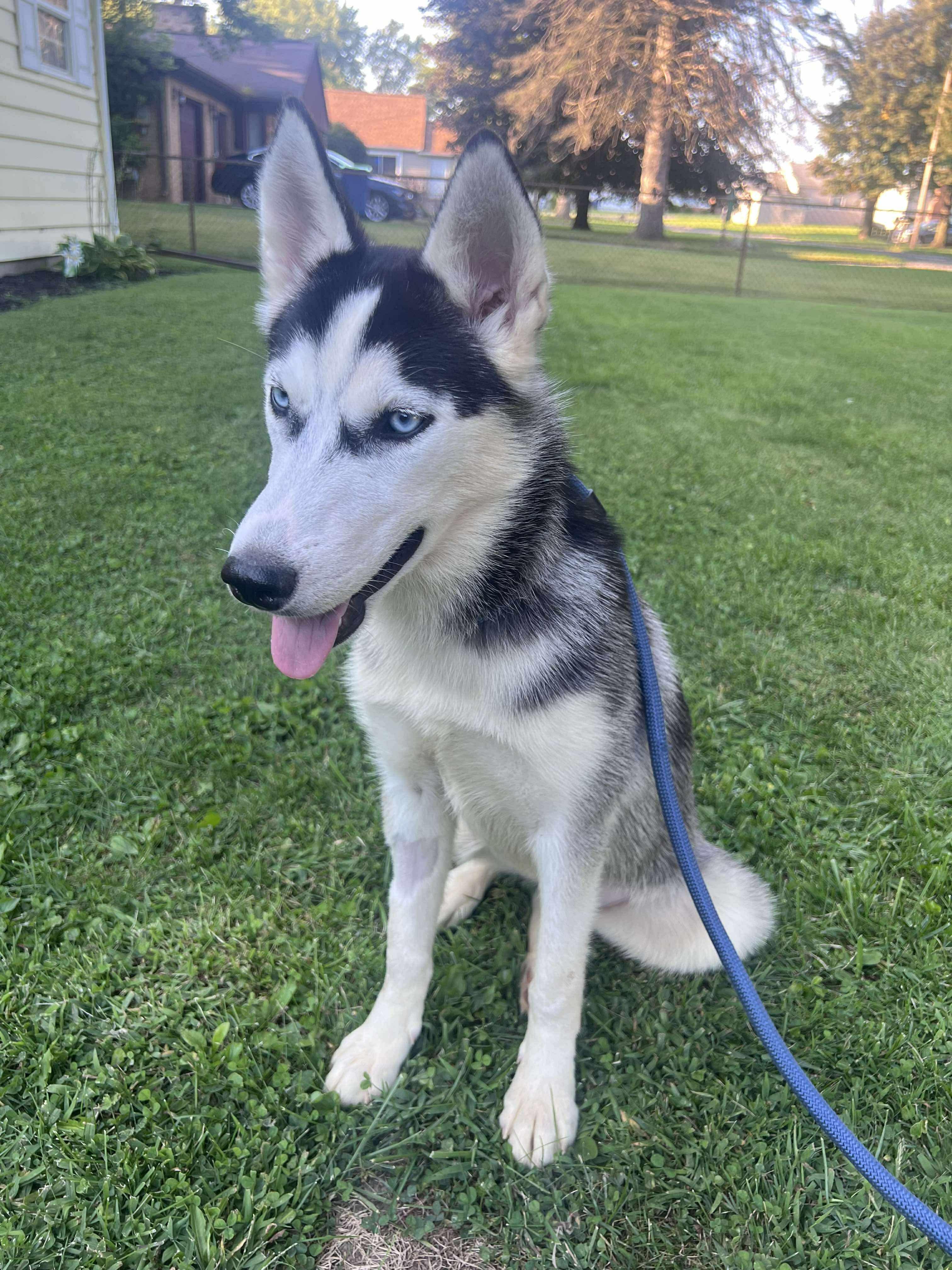 Enlarge Hera, a Adopted Husky in Mount Morris, MI image 2/4