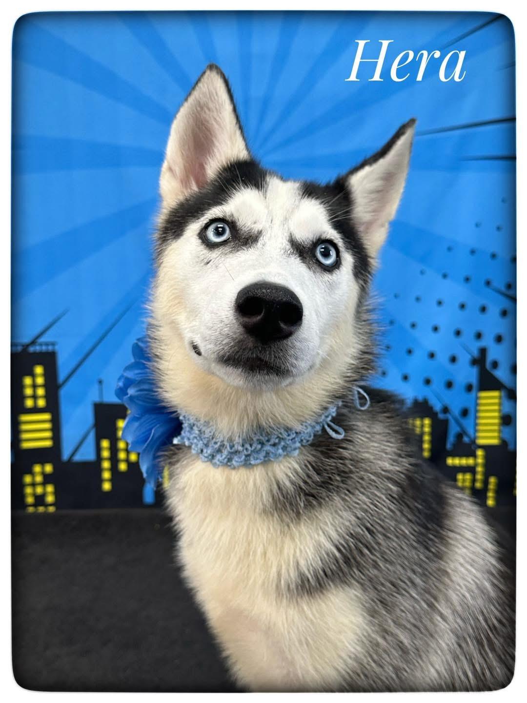 Enlarge Hera, a Adopted Husky in Mount Morris, MI image 4/4