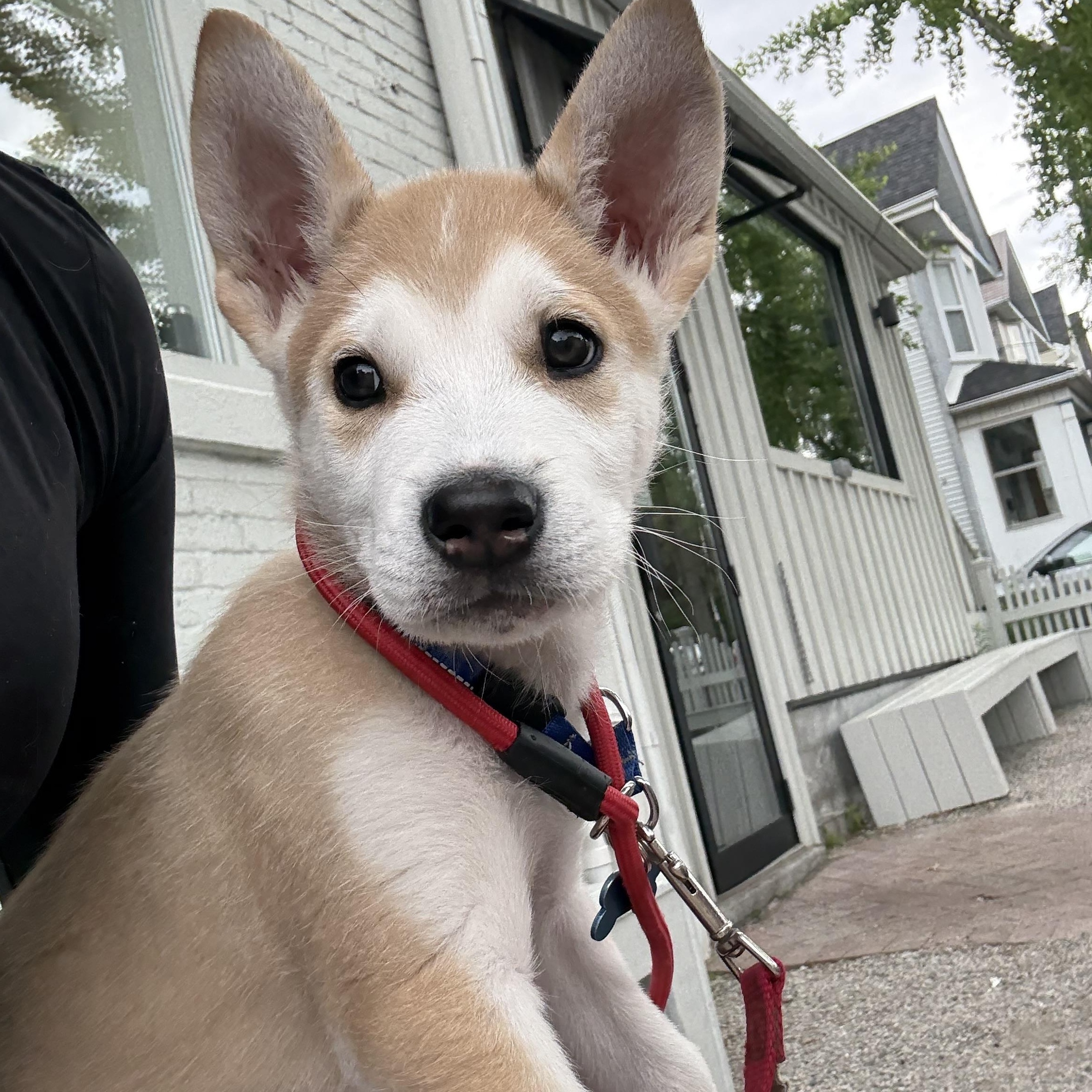 Enlarge Porter, an adopted mixed breed in Toronto, ON image 1/5
