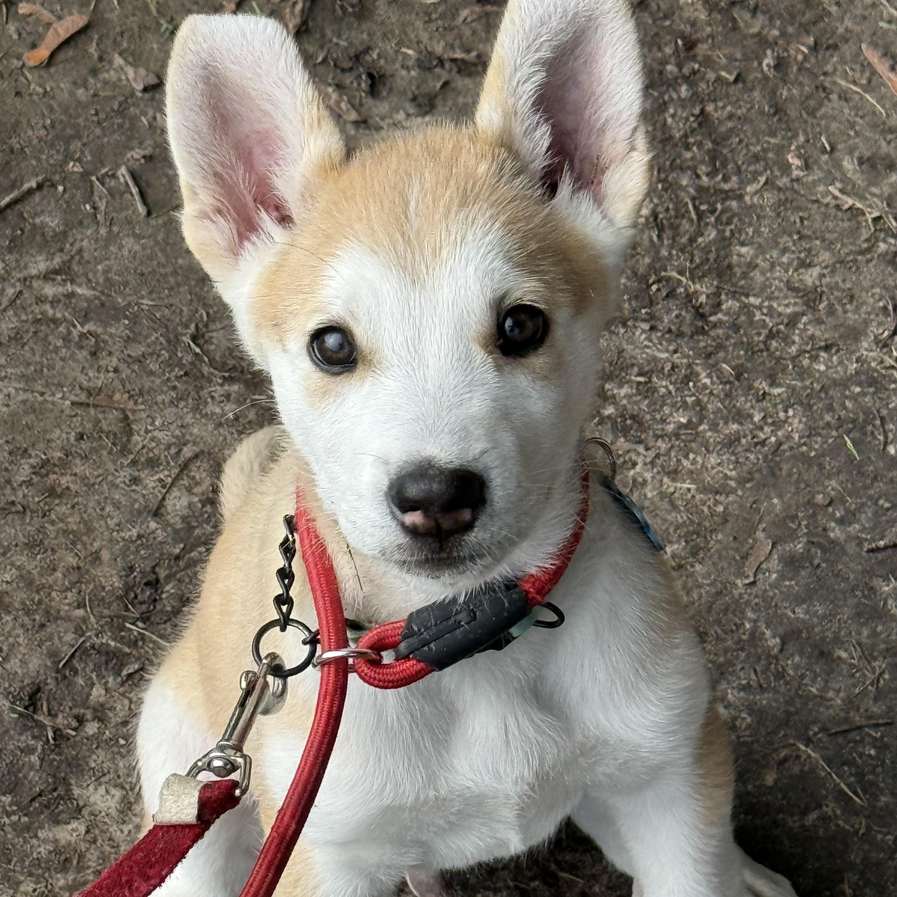 Enlarge Porter, an adopted mixed breed in Toronto, ON image 5/5