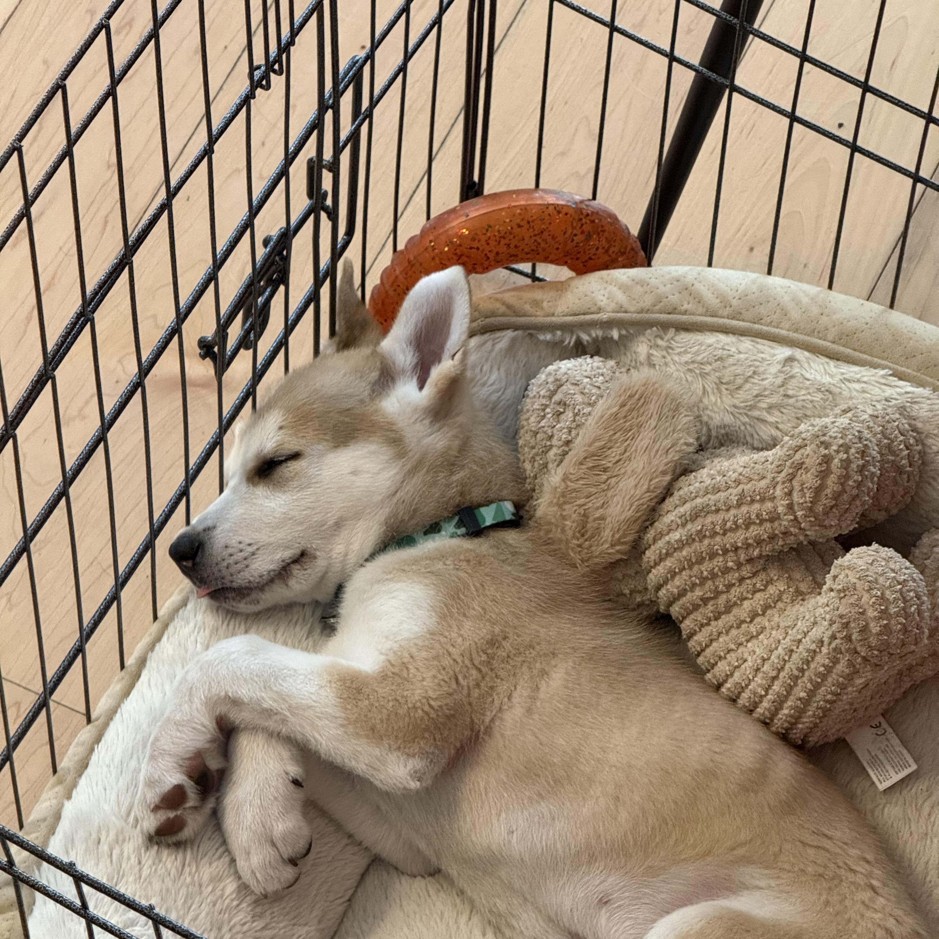 Enlarge Porter, an adopted mixed breed in Toronto, ON image 2/5