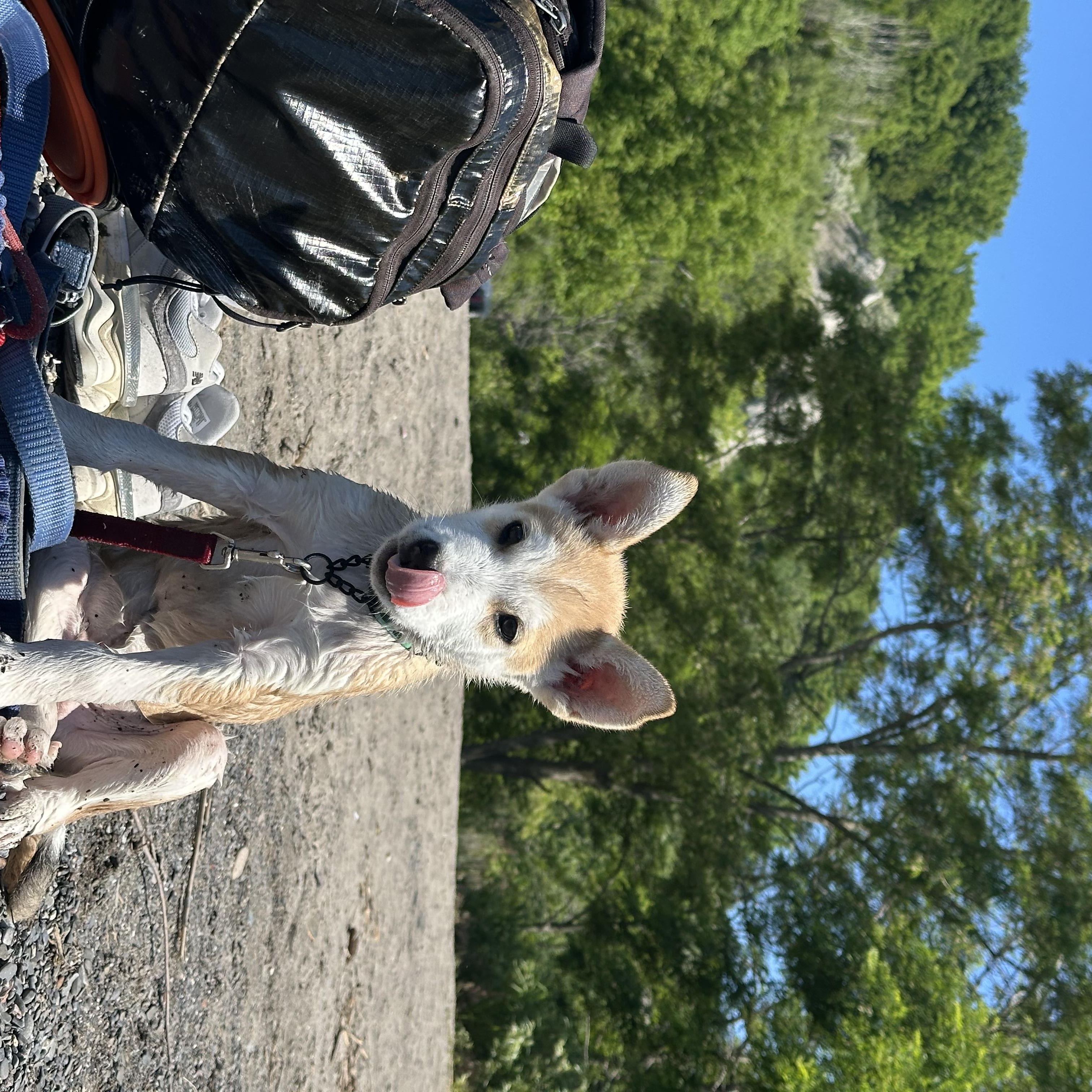Enlarge Porter, an adopted mixed breed in Toronto, ON image 4/5