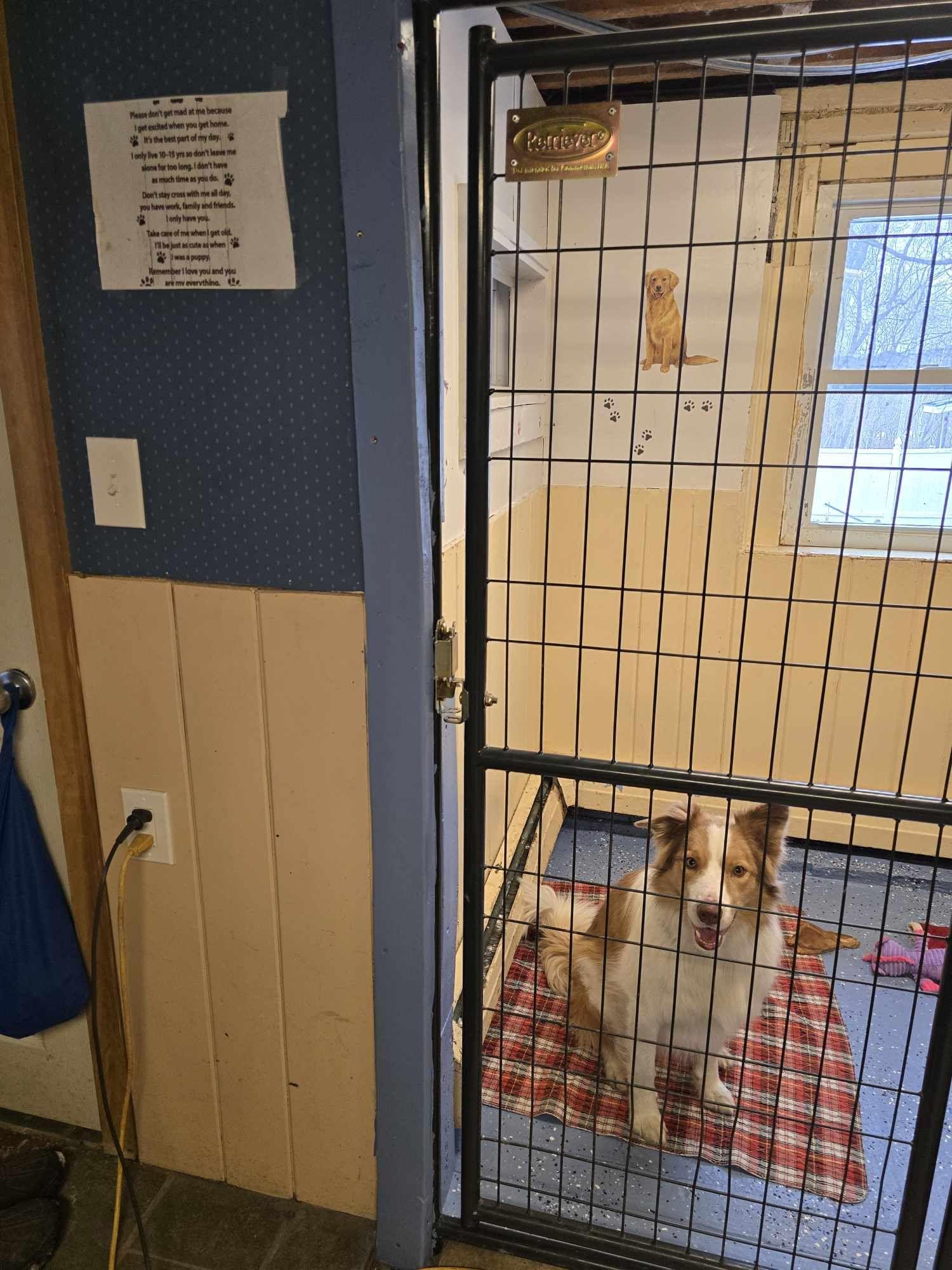 Harper, a Adopted Bearded Collie in Claremont, NH image 1/2