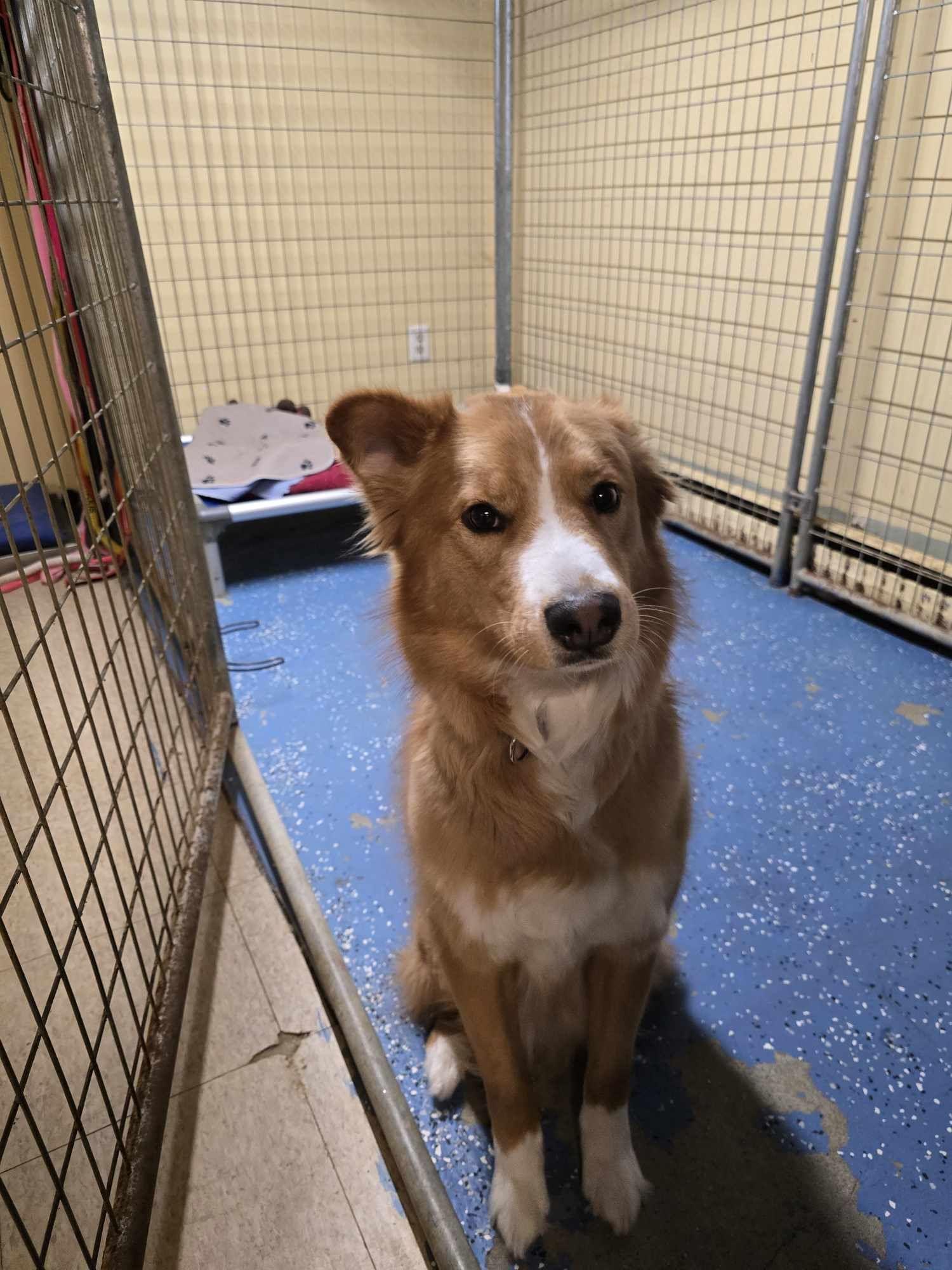 Harper, a Adopted Bearded Collie in Claremont, NH image 2/2