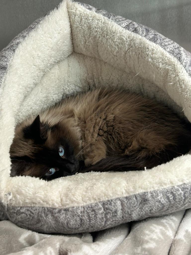 Ashey, Adoptable, Adult Female Domestic Short Hair.
