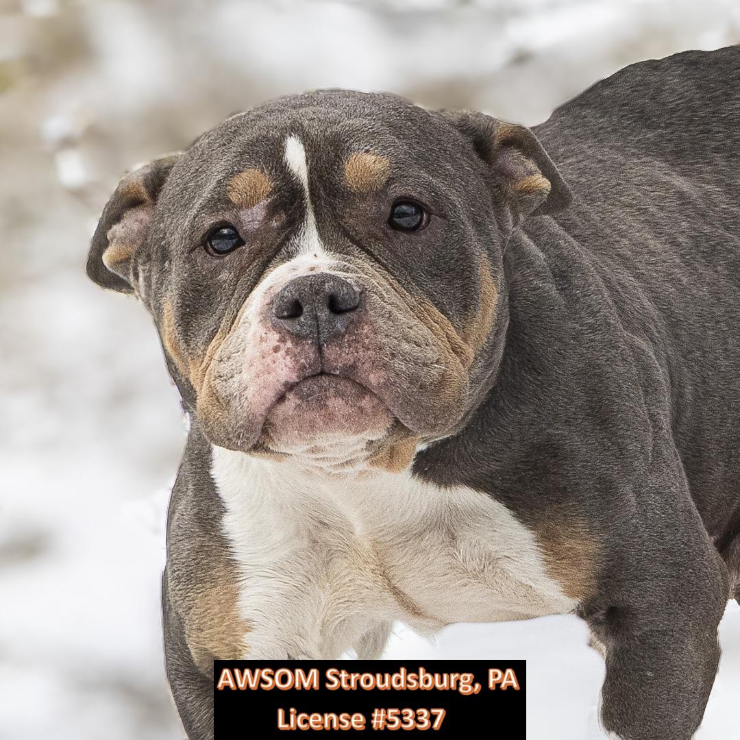 Penelope, ADOPTABLE, Adult Female Terrier.