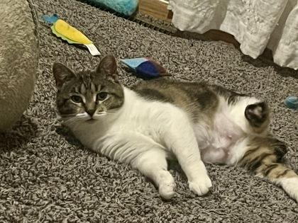 Lilo, Adoptable, Adult Female Domestic Short Hair & Domestic Short Hair.