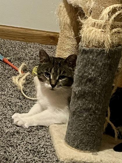 Lilo, a Adoptable mixed breed in Madison, WI image 2/3