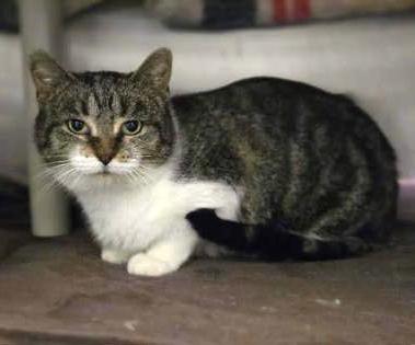 Lilo, a Adoptable mixed breed in Madison, WI image 3/3