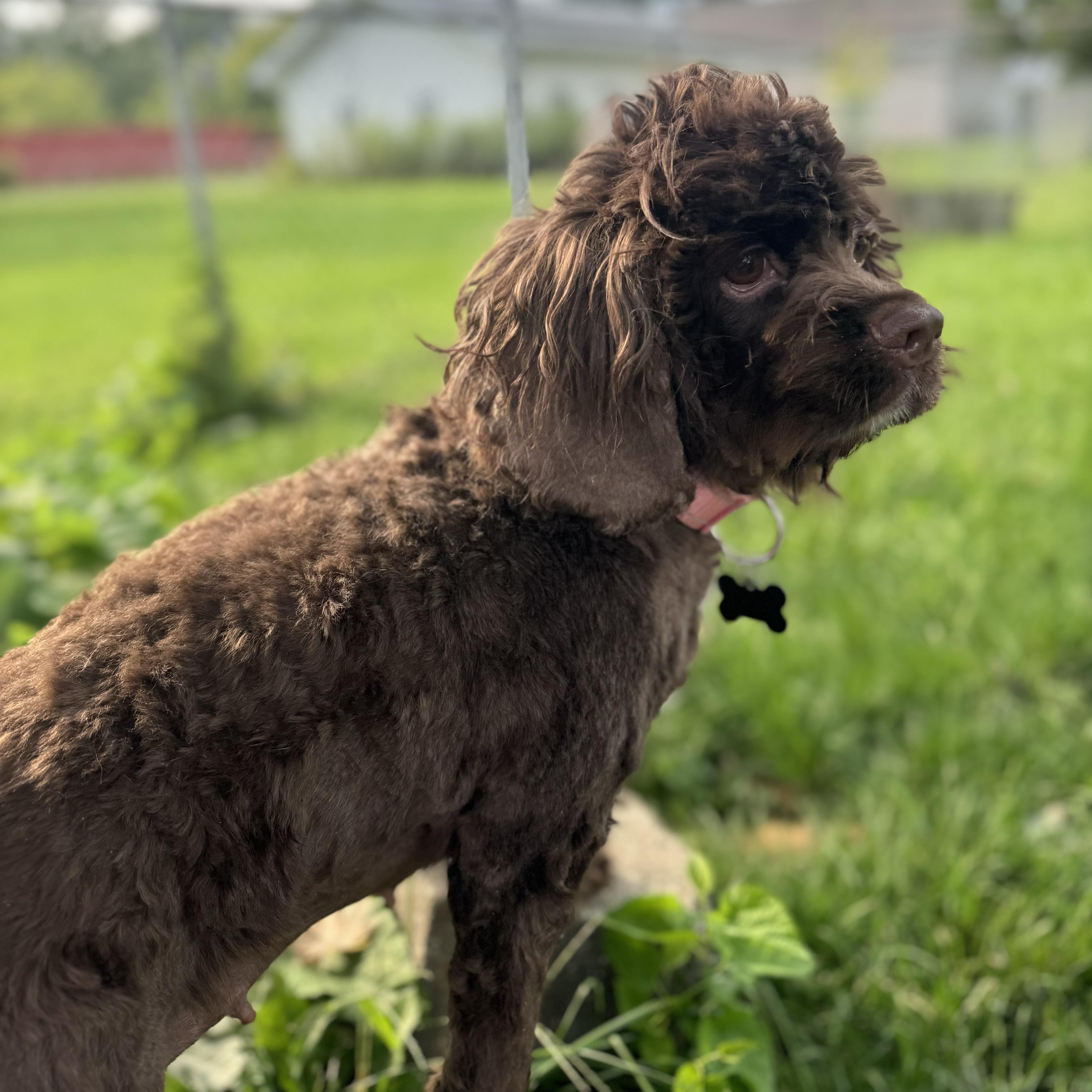 Jovie, an adopted Cocker Spaniel in China Township, MI image 3/6