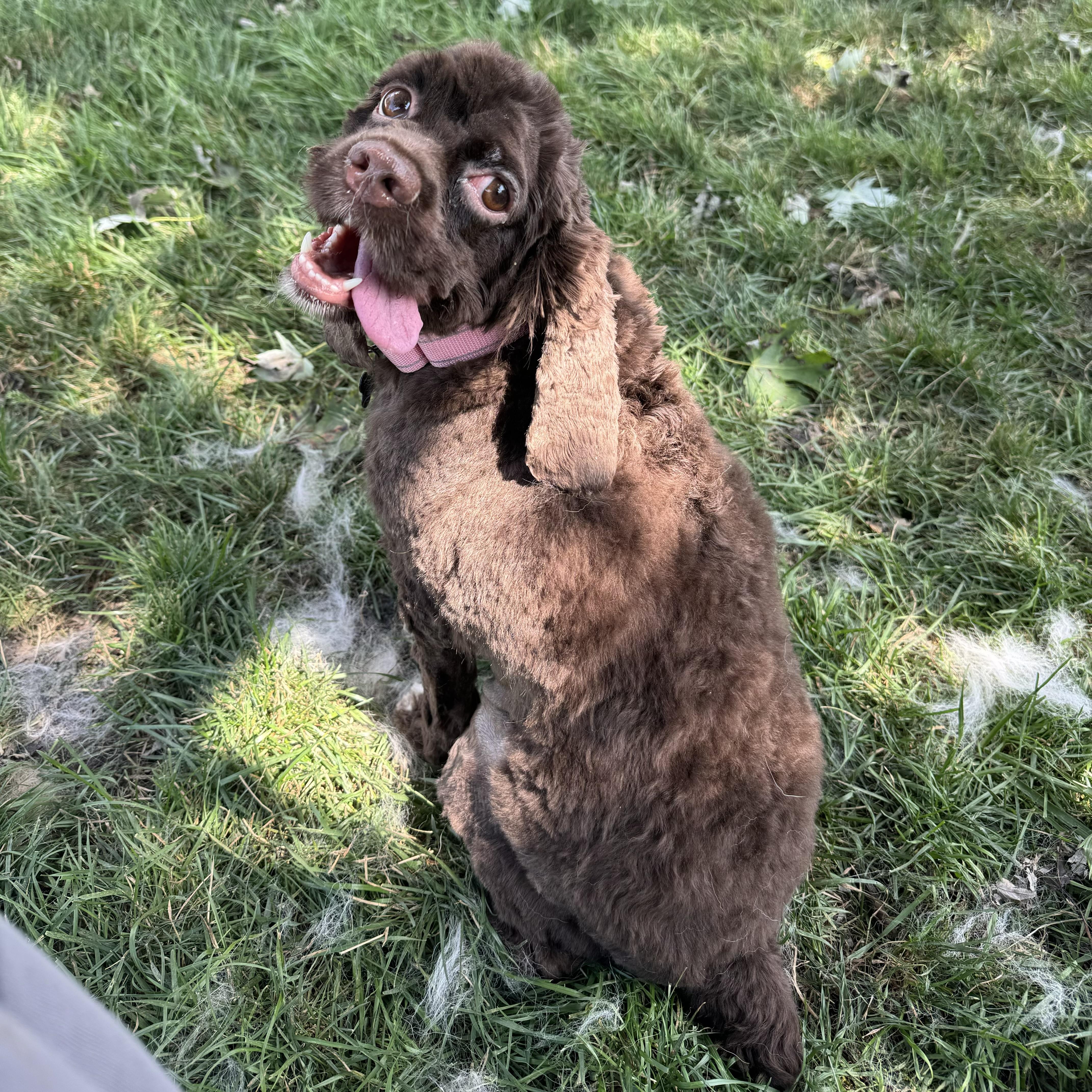Jovie, an adopted Cocker Spaniel in China Township, MI image 1/6